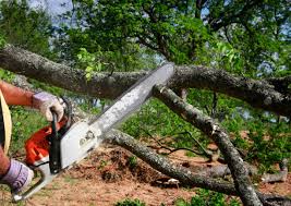 Best Tree Cabling and Bracing  in Columbia, IL
