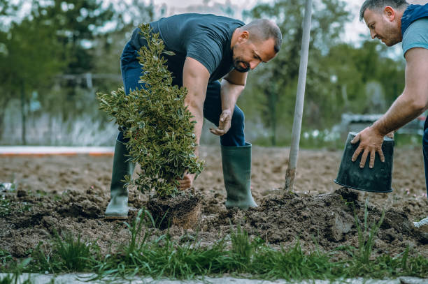 Tree and Shrub Care in Columbia, IL