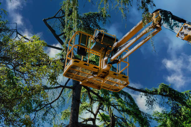 Best Tree Mulching  in Columbia, IL