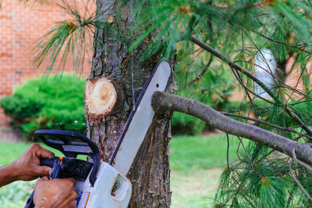 How Our Tree Care Process Works  in  Columbia, IL